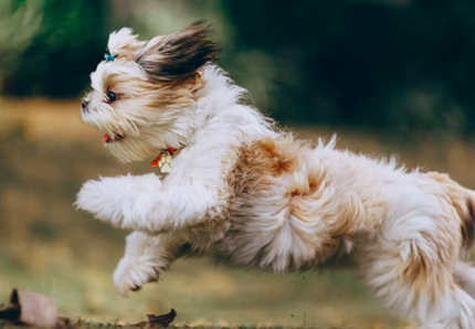 Frutta velenosa per cani: ecco quale